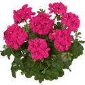 Bild von Geranium Hang P12 Double Medio Rita